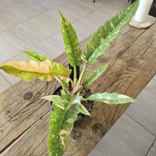 Philodendron 'Ring of Fire'✨ PLANTE RARE ✨