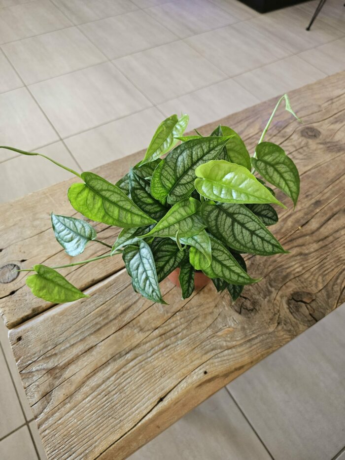 Monstera siltepecana – Image 4