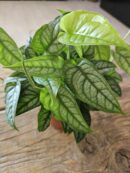 Monstera siltepecana
