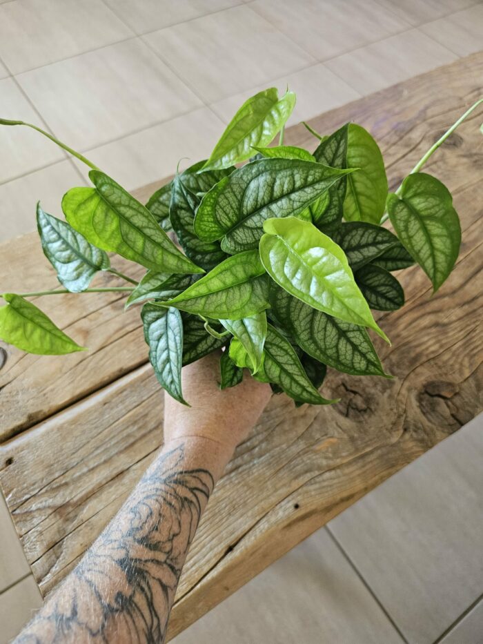 Monstera siltepecana