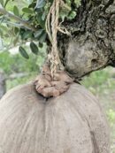 Maison "Big coco" suspendue pour gecko à crête ou autre