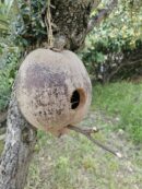 Maison "Big coco" suspendue pour gecko à crête ou autre