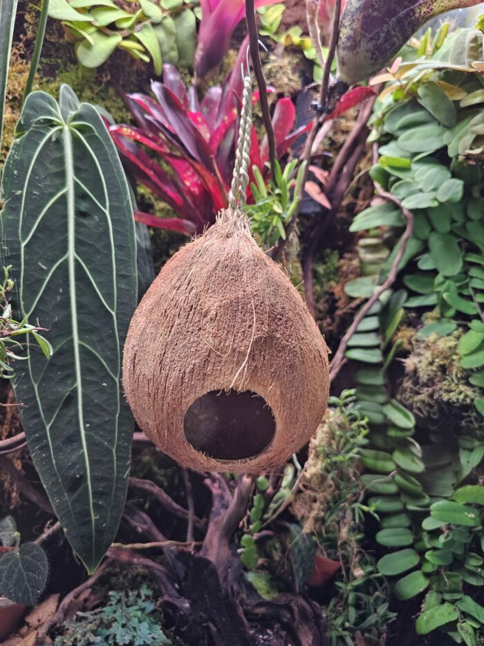 Maison "Coco Goutte" suspendue pour gecko à crête ou autre