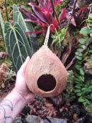 Maison "Coco Goutte" suspendue pour gecko à crête ou autre