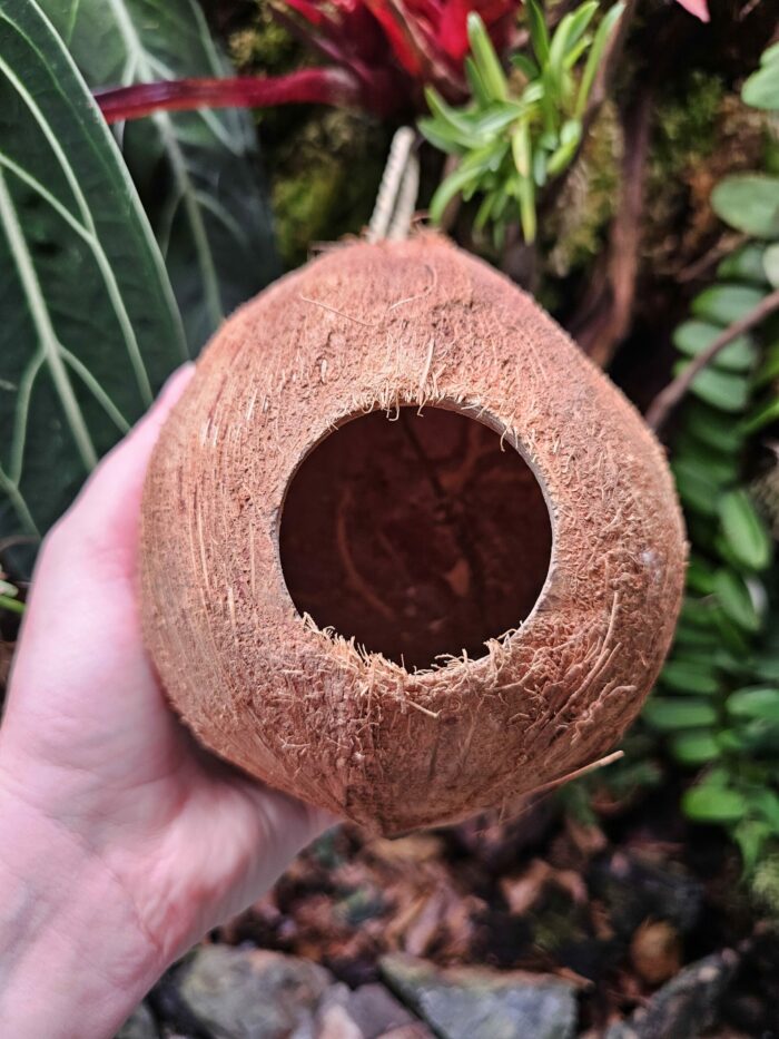 Maison "Coco Goutte" suspendue pour gecko à crête ou autre – Image 3