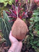 Maison "Coco Goutte" suspendue pour gecko à crête ou autre