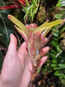 Neoregelia Bim