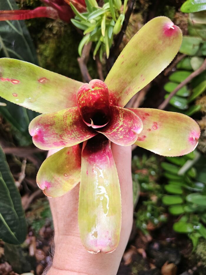 Neoregelia Bim