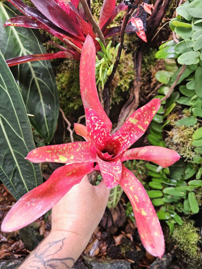 Neoregelia Junes – Image 3