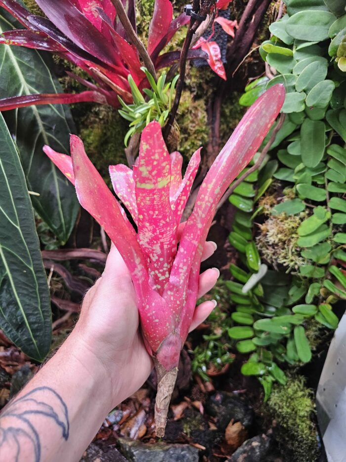 Neoregelia Junes – Image 2