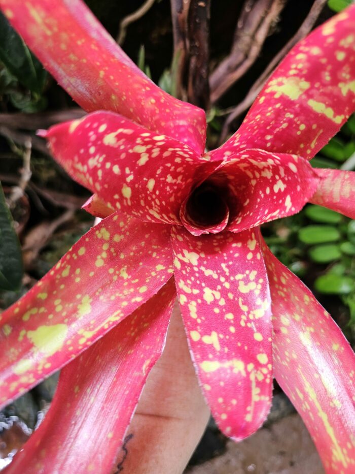 Neoregelia Junes