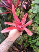 Neoregelia Junes