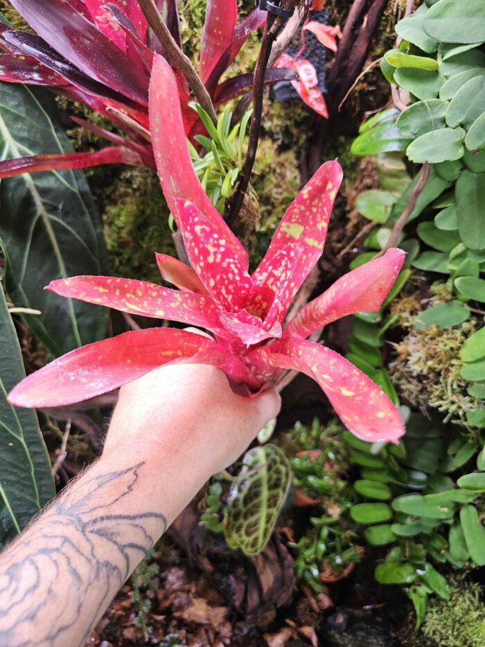 Neoregelia Junes – Image 4