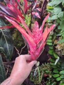 Neoregelia Junes