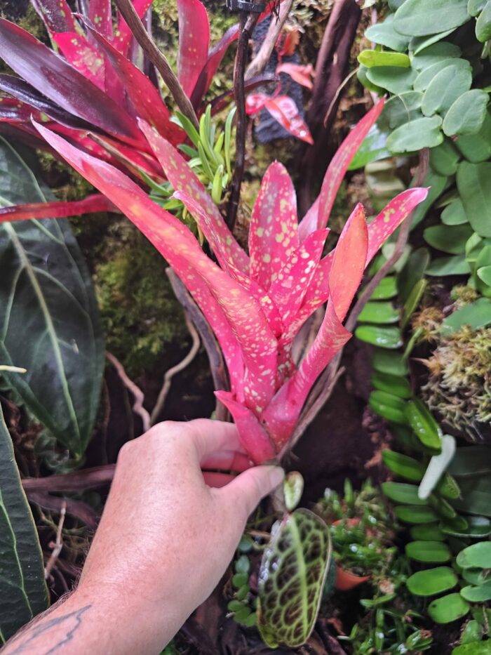 Neoregelia Junes – Image 5