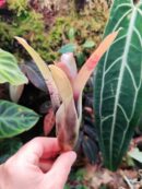 Neoregelia hoehneana