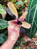 Neoregelia hoehneana