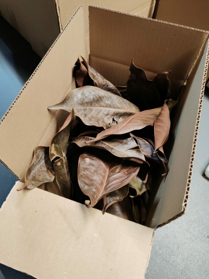 Feuilles de Magnolia - Box de 50 feuilles