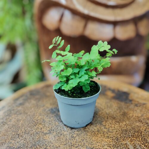 Adiantum raddianum 'Fritz-Luthi'