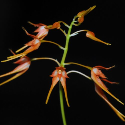 Orchidée miniature - Bulbophyllum taiwanense