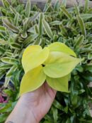 Philodendron scandens "Lemon lime"