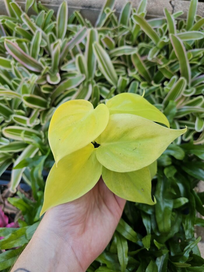 Philodendron scandens "Lemon lime"