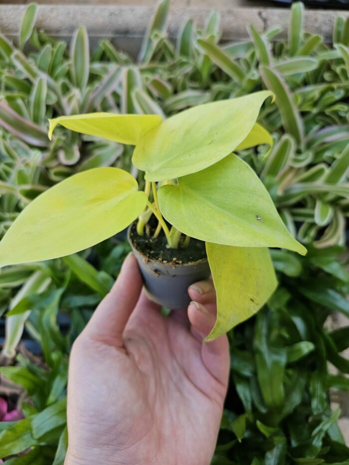 Philodendron scandens "Lemon lime" – Image 2