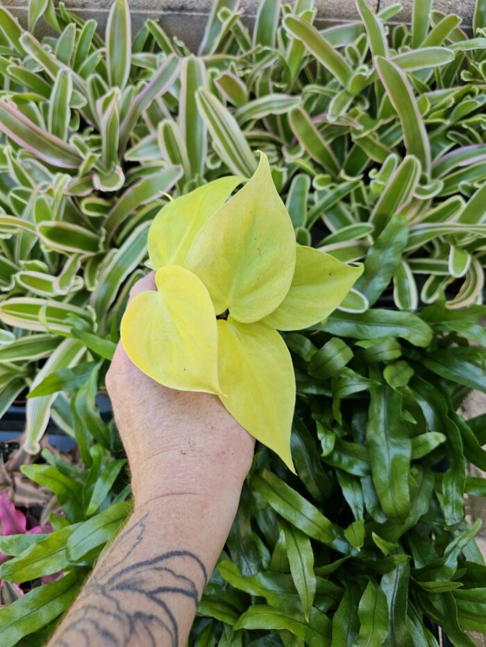 Philodendron scandens "Lemon lime" – Image 3