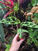 Baby Monstera Obliqua "Peru"  ✨ PLANTE RARE ✨