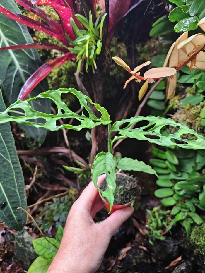 Baby Monstera Obliqua "Peru"  ✨ PLANTE RARE ✨ – Image 3