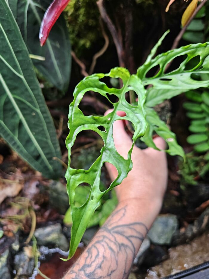 Baby Monstera Obliqua "Peru"  ✨ PLANTE RARE ✨ – Image 4