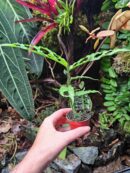 Baby Monstera Obliqua "Peru"  ✨ PLANTE RARE ✨