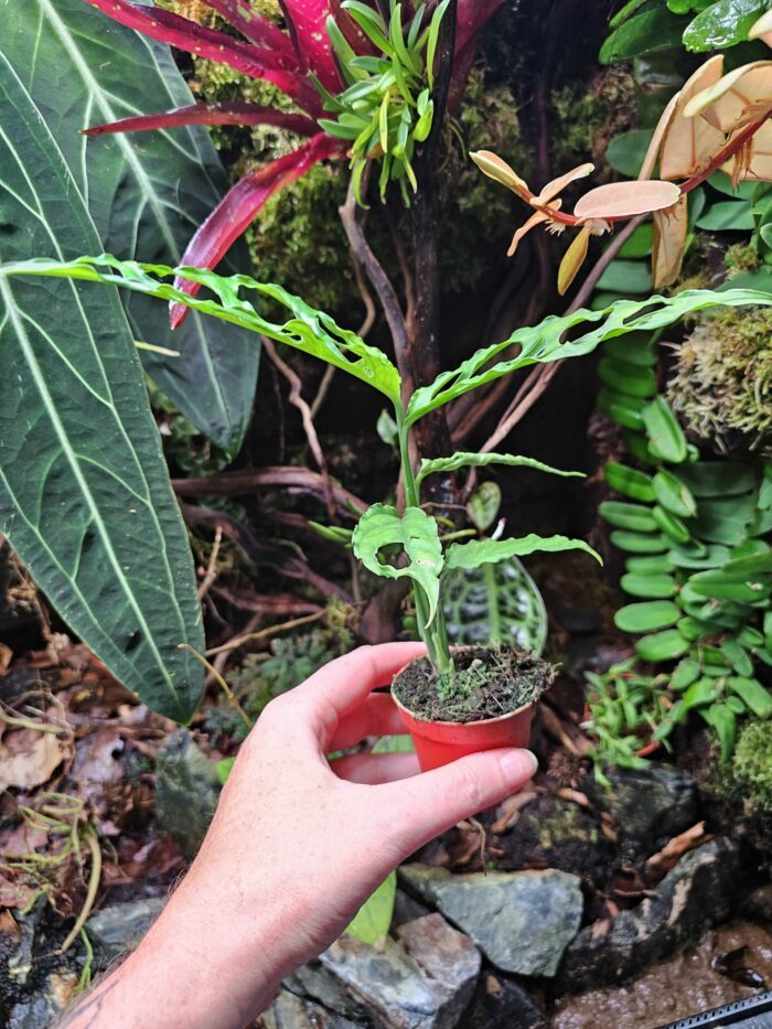 Baby Monstera Obliqua "Peru"  ✨ PLANTE RARE ✨ – Image 2