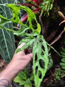 Baby Monstera Obliqua "Peru"  ✨ PLANTE RARE ✨