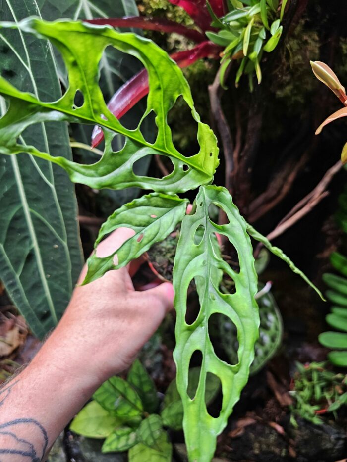 Baby Monstera Obliqua "Peru"  ✨ PLANTE RARE ✨