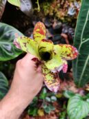 Neoregelia Captain Jack