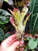Neoregelia Captain Jack