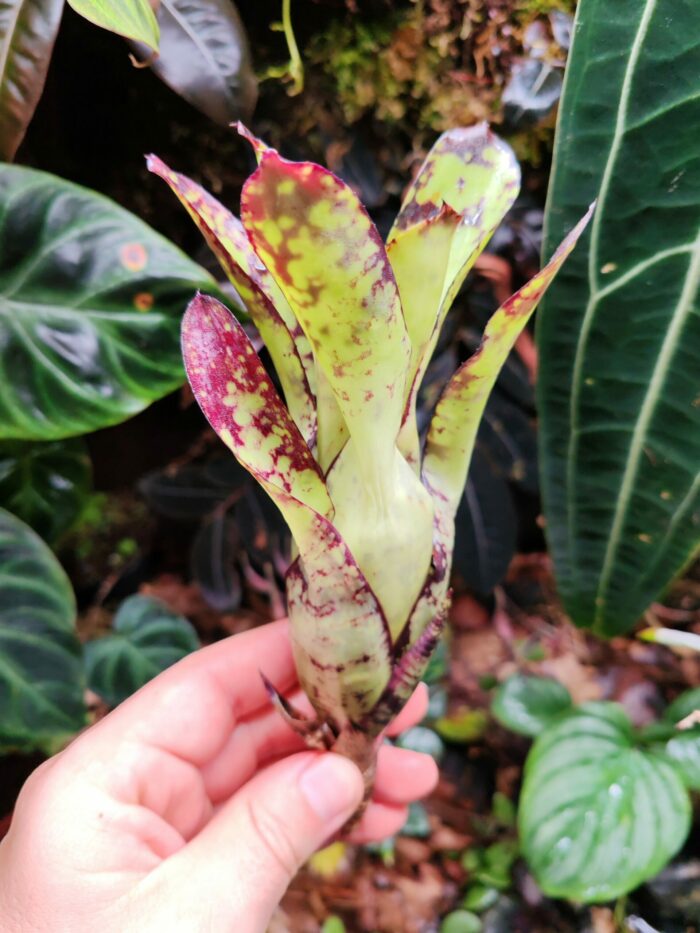 Neoregelia Captain Jack – Image 2