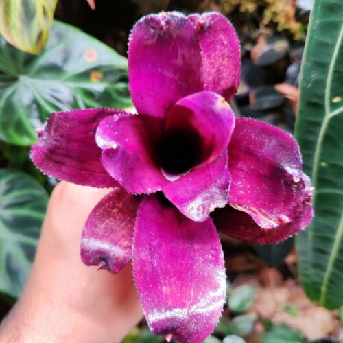 Neoregelia Granada x Royal Flush