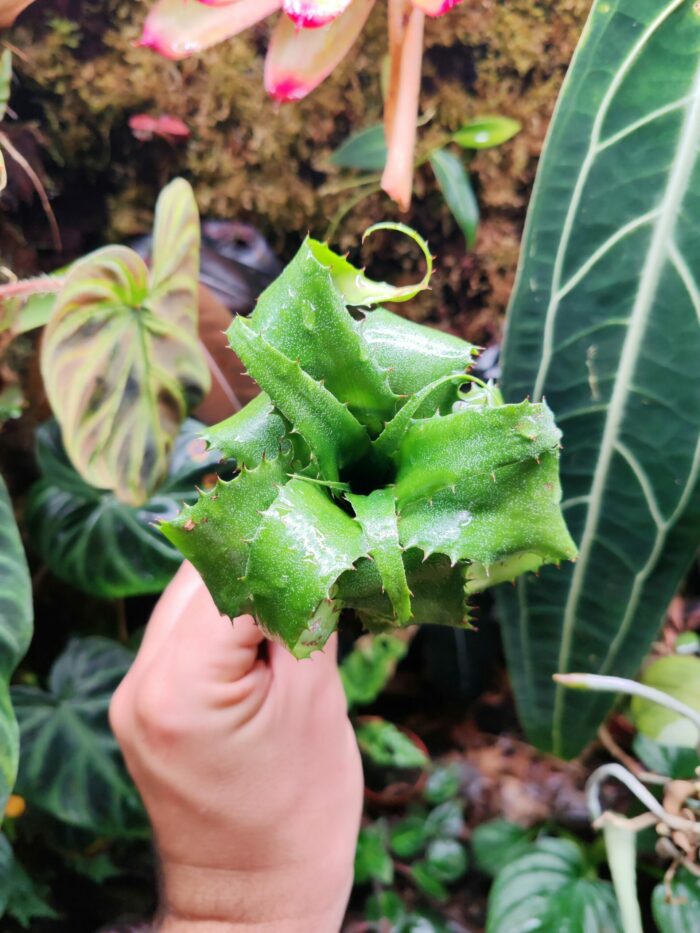 Neoregelia mooreana L – Image 2