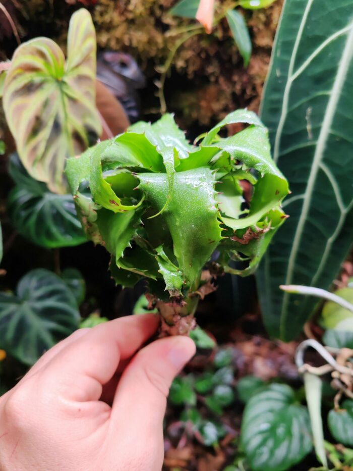 Neoregelia mooreana L