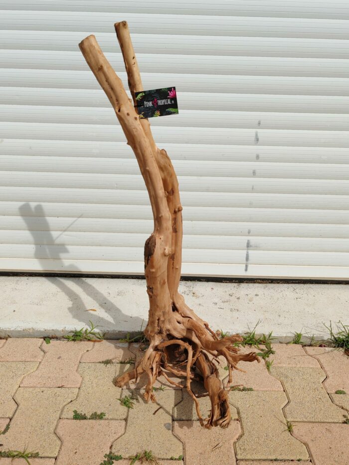 Racine "Stump Wood" - ST005 - 38x43x89cm ⚠ PAS D'ENVOI 📦