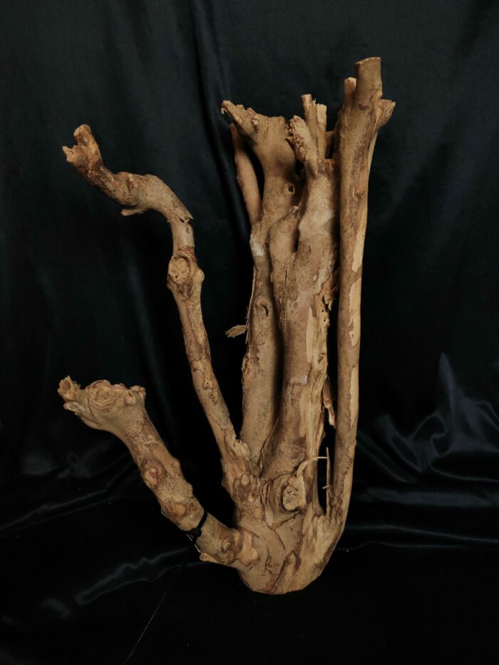 Racine de Talawa TW032 - 43x27x19cm