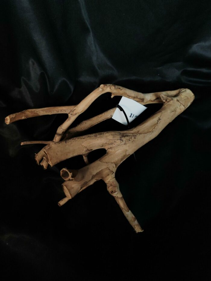 Racine de Talawa TW018 - 35x30x17cm – Image 2