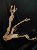 Racine de Talawa TW015 - 44x52x14cm