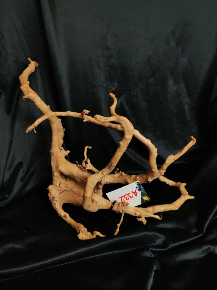 Racine asia/spiderwood A332 - 47x30x36cm