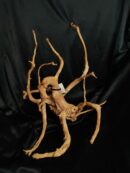 Racine asia/spiderwood A344 - 57x38x35cm