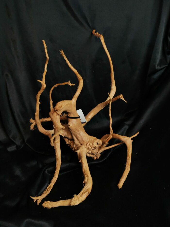 Racine asia/spiderwood A344 - 57x38x35cm – Image 2