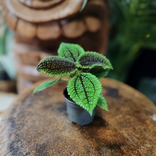 Pilea involucrata "Moon valley"