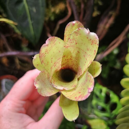 Neoregelia  Grace's Avalanche